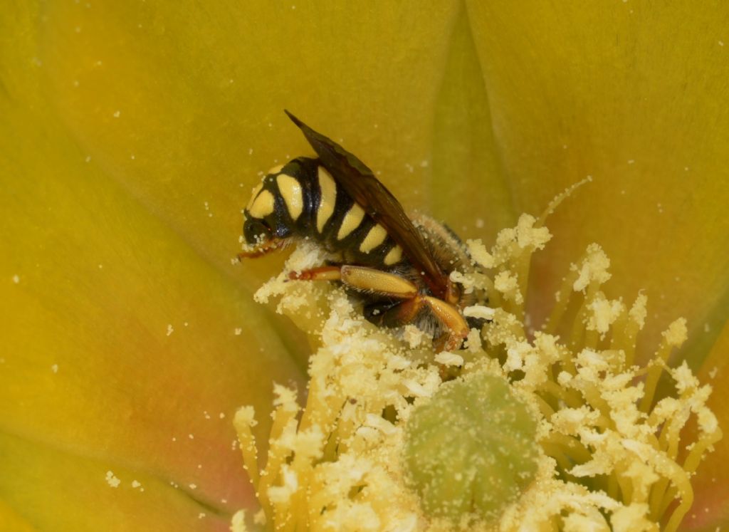 Anthidium manicatum ?